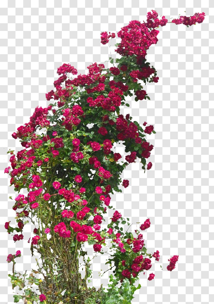 Damask Rose Field Flower Hybrid Tea Rambler-Rose - Flowering Plant - Climbing Transparent PNG
