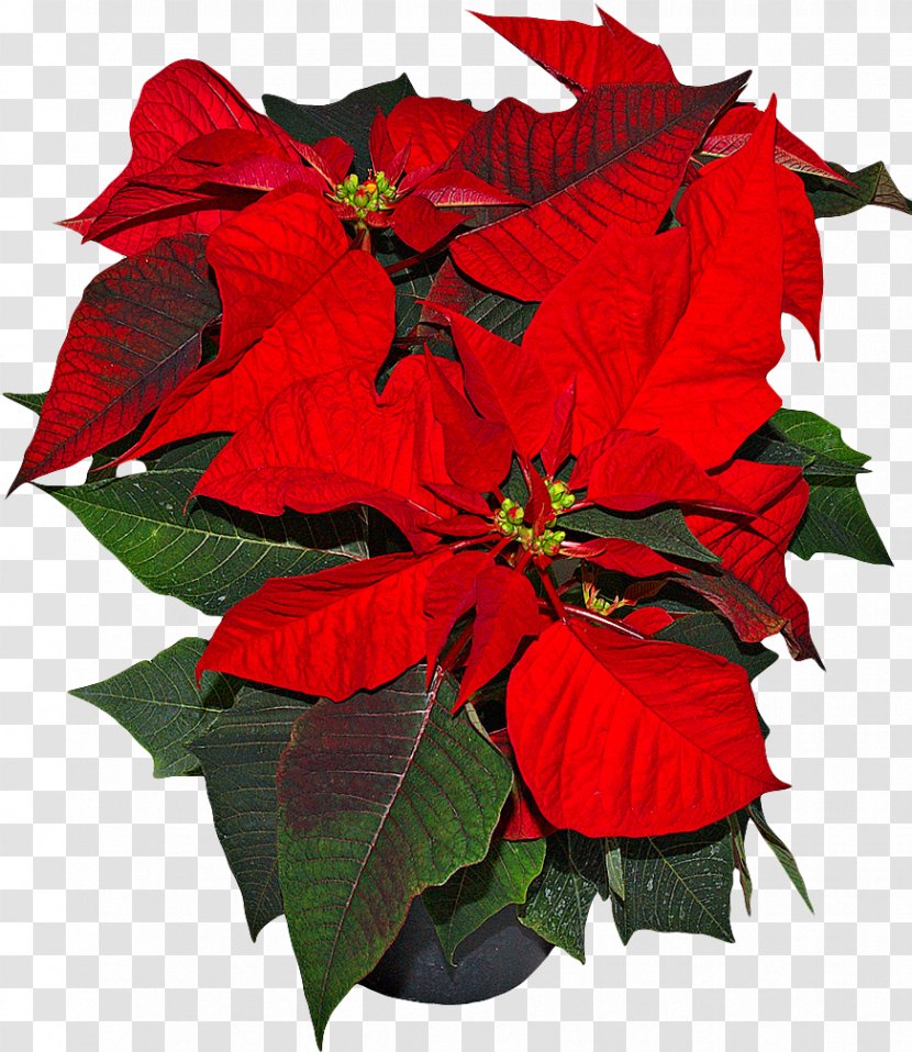 Spurges Poinsettia Houseplant Flower - Laceleaf - Flowers Transparent PNG