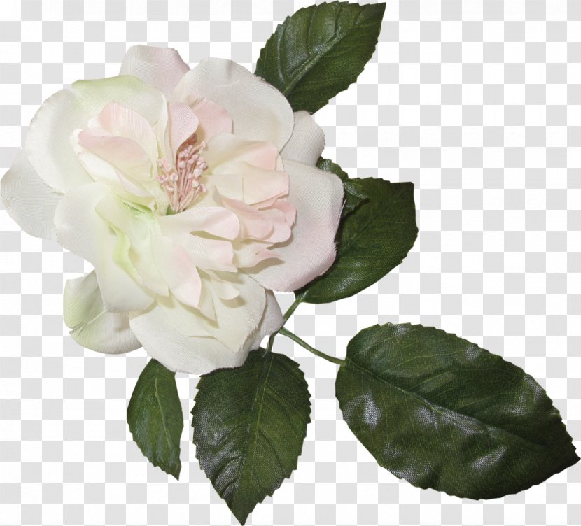 Drawing Of Family - Flower - Camellia Magnolia Transparent PNG