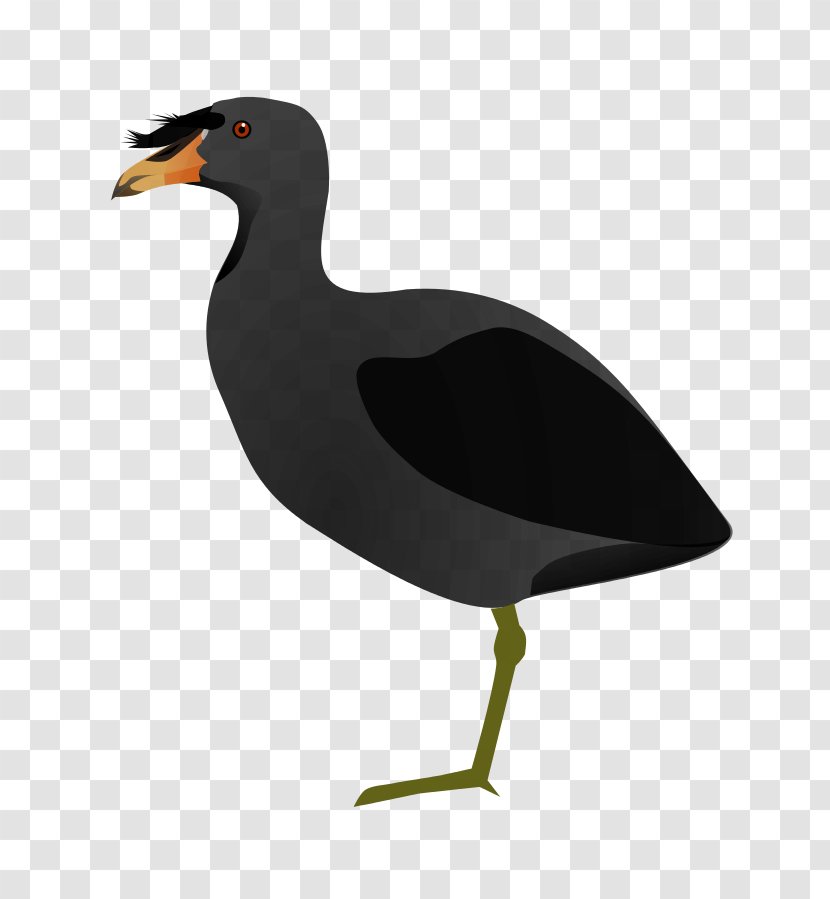 Duck Bird Miñiques Horned Coot Red-knobbed - Species Transparent PNG