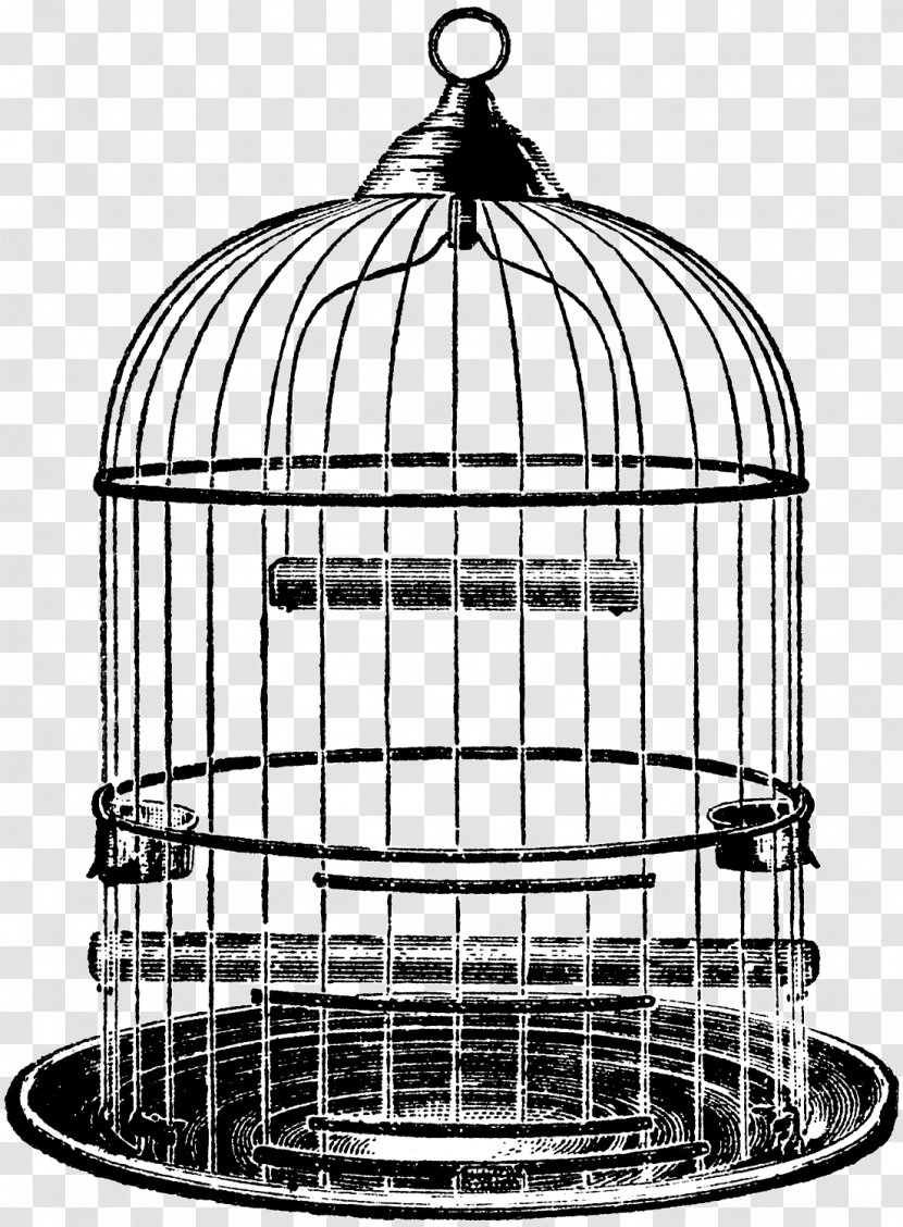 Clip Art Drawing Parrot Birdcage - Weston Cage 2018 Transparent PNG