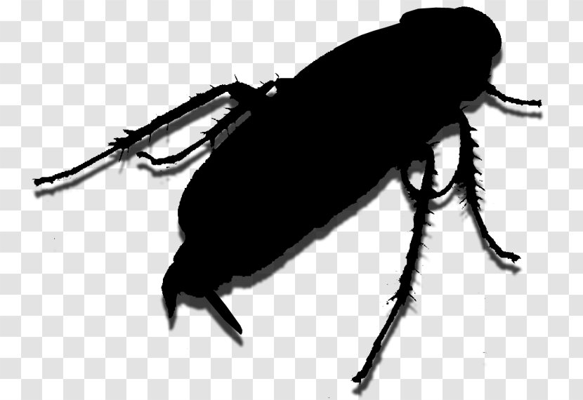 Weevil Insect Membrane Scarab - Darkling Beetles - Arthropod Transparent PNG