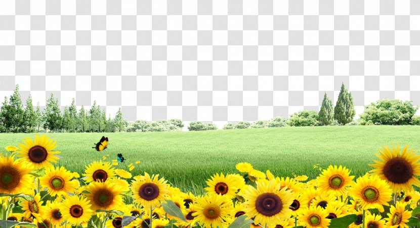 Common Sunflower - Grass - Meadow Background Material Transparent PNG