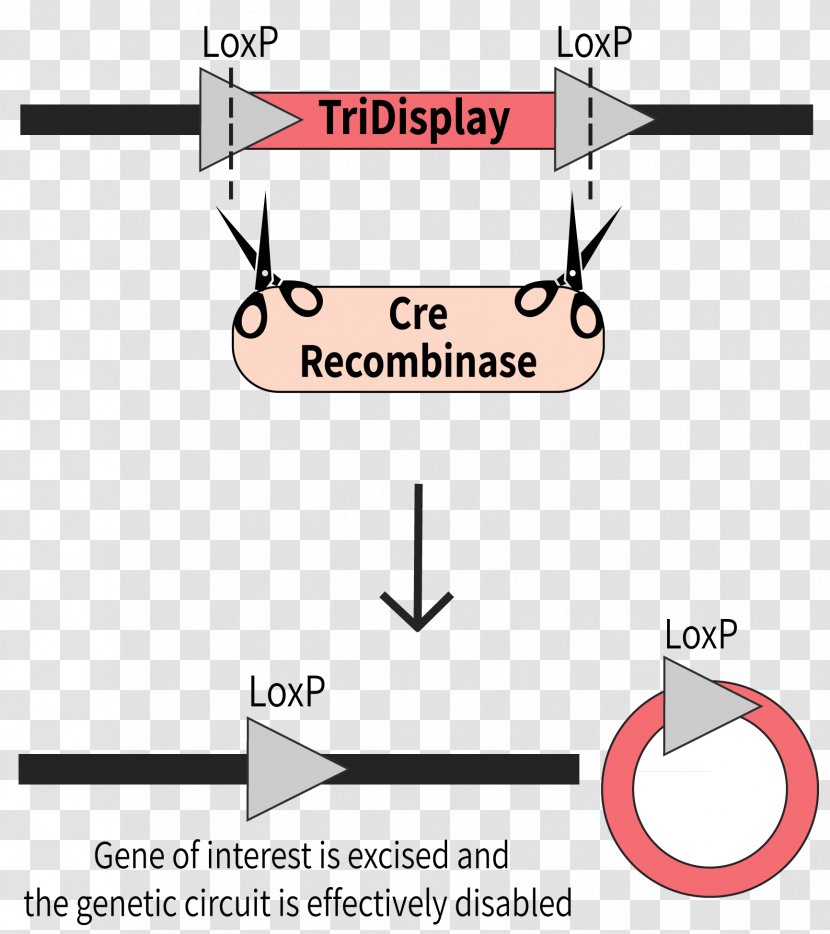 Cre-Lox Recombination International Genetically Engineered Machine Cre Recombinase Plasmid - Parallel Transparent PNG