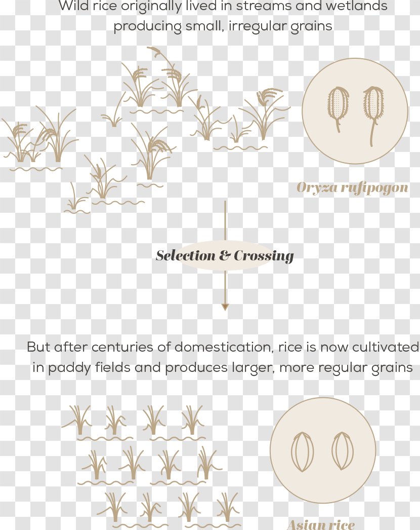 Crop Wild Relative Diversity Plant Breeding Domestication - RICE CROP Transparent PNG