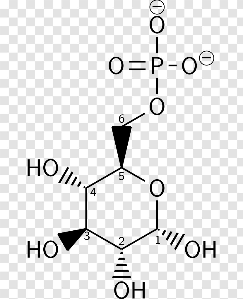 Glucose 6-phosphate Glycolysis L-Glucose Fischer Projection - Aldohexose - MolÃ©cule Transparent PNG