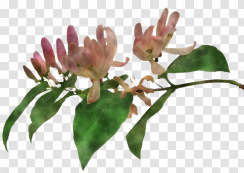 Flower Plant Leaf Tree Honeysuckle Transparent PNG