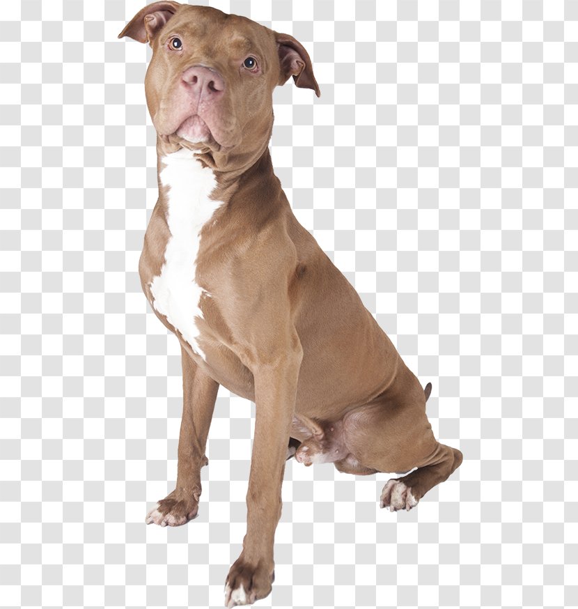 American Pit Bull Terrier Staffordshire - Dog Transparent PNG