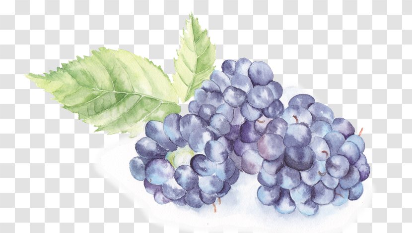 Watercolor Painting - Painted Fruit Transparent PNG