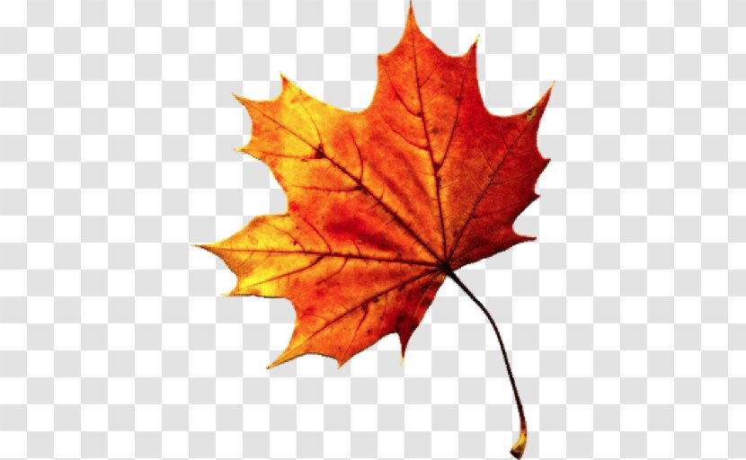 Autumn Leaf Color - Orange - Fall Leaves Transparent Transparent PNG