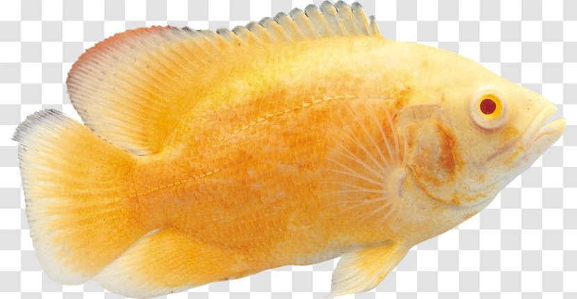 Goldfish Tropical Fish Download - Products Transparent PNG
