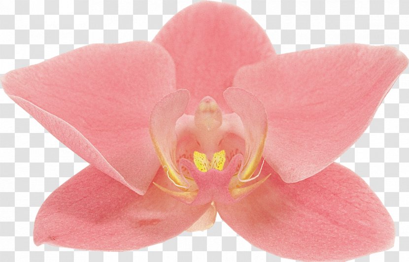 Moth Orchids Flower Petal TOMURU - Tomuru Transparent PNG