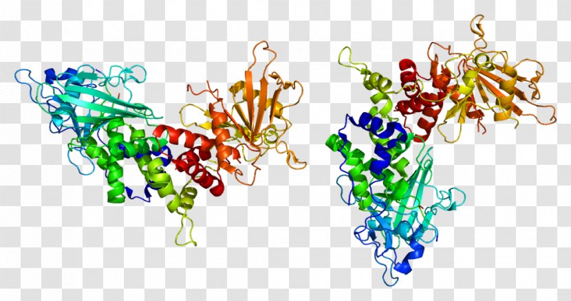 PTPRC Protein Tyrosine Phosphatase CD90 Human Leukocyte Antigen - Cartoon - Flower Transparent PNG