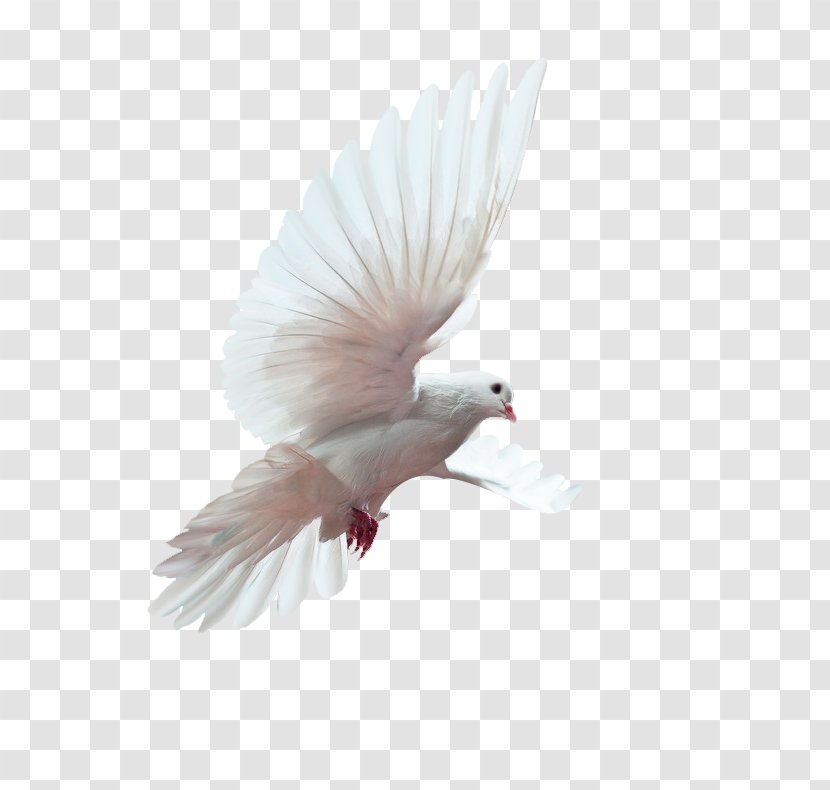 Bird U548cu5e73u9d3f Peace Doves As Symbols - Green Fresh Pigeon Decorative Patterns Transparent PNG