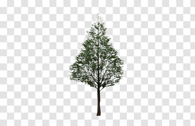 Fir Pine Black And White Leaf Pattern - Conifer - Tree Transparent PNG