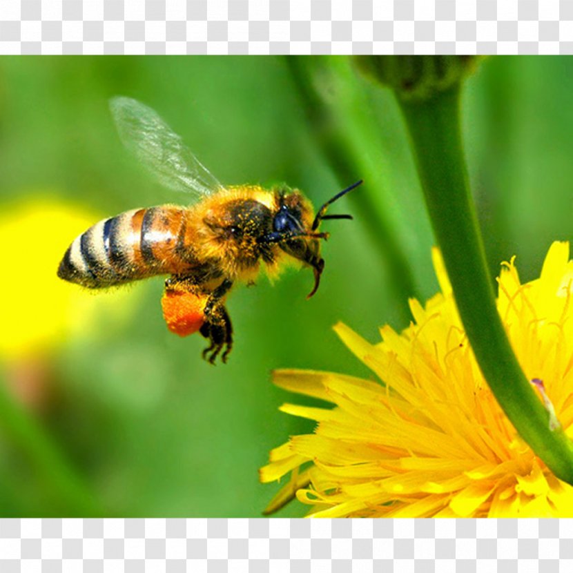 Honey Bee Beekeeping Beehive - Organism Transparent PNG