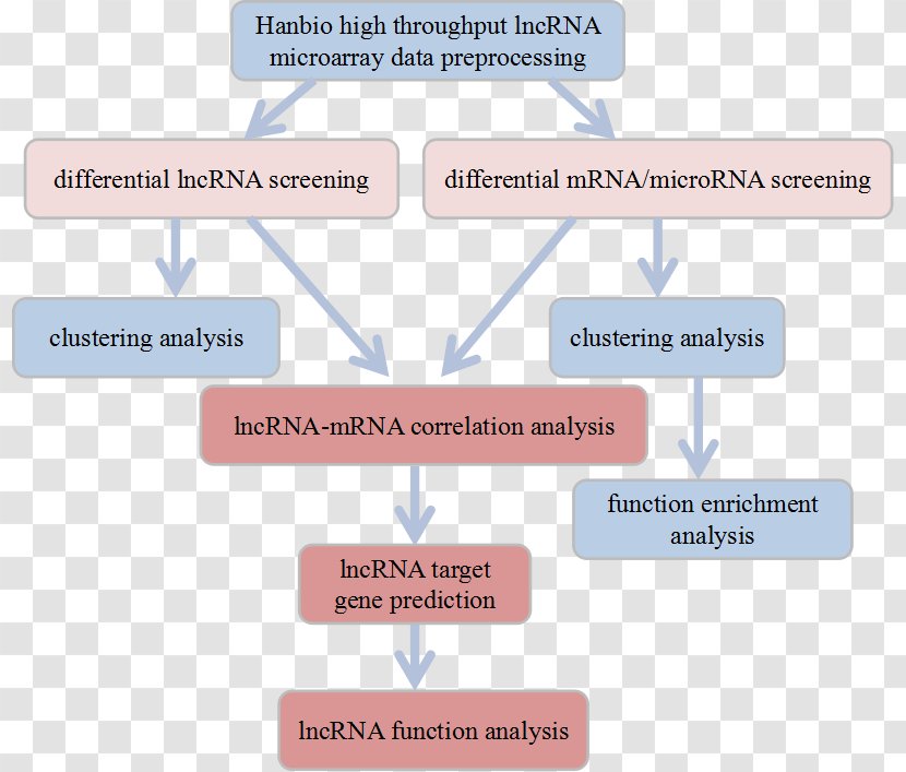Long Non-coding RNA MicroRNA Bioinformatics Research - Differential Analyzer Transparent PNG
