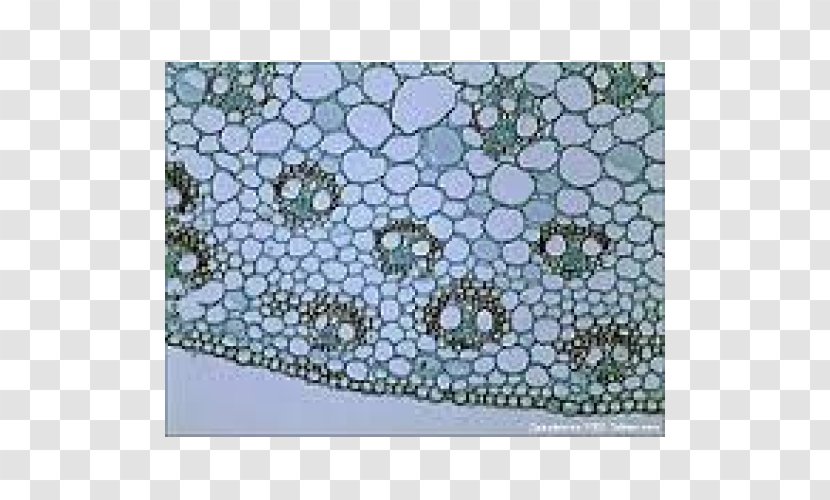 Microscope Slides Plant Cell - Arachnid - Stem Transparent PNG