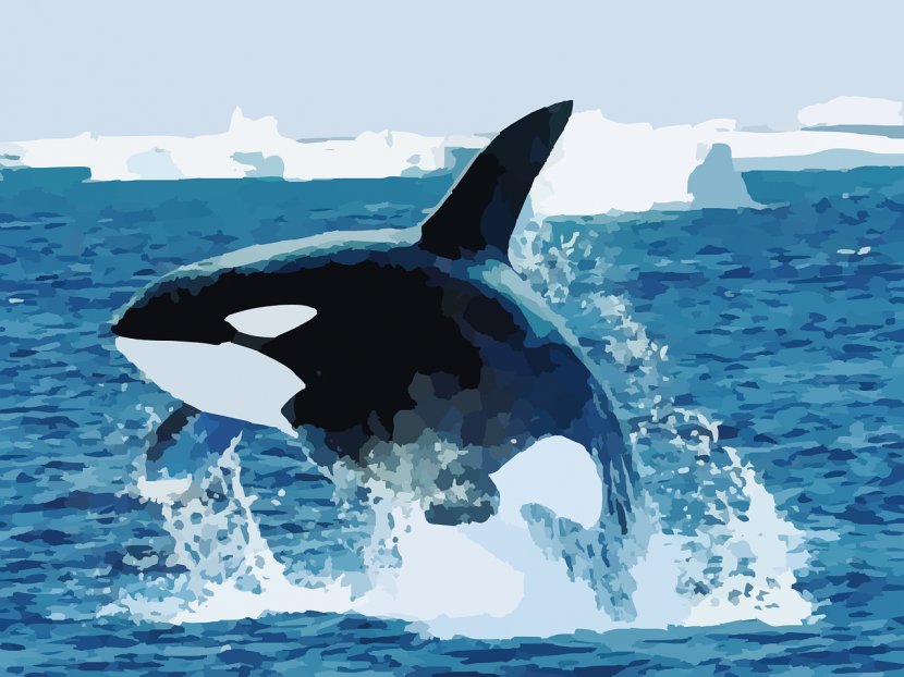 Baby Orca Shark Killer Whale Blue - Mammal Transparent PNG
