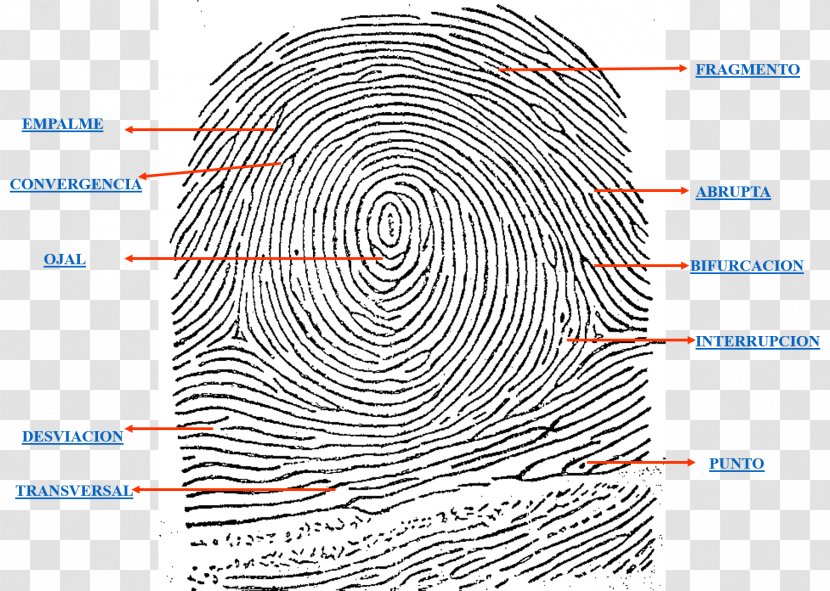Fingerprint Digit Foot Sole - Organism - Hand Made Transparent PNG