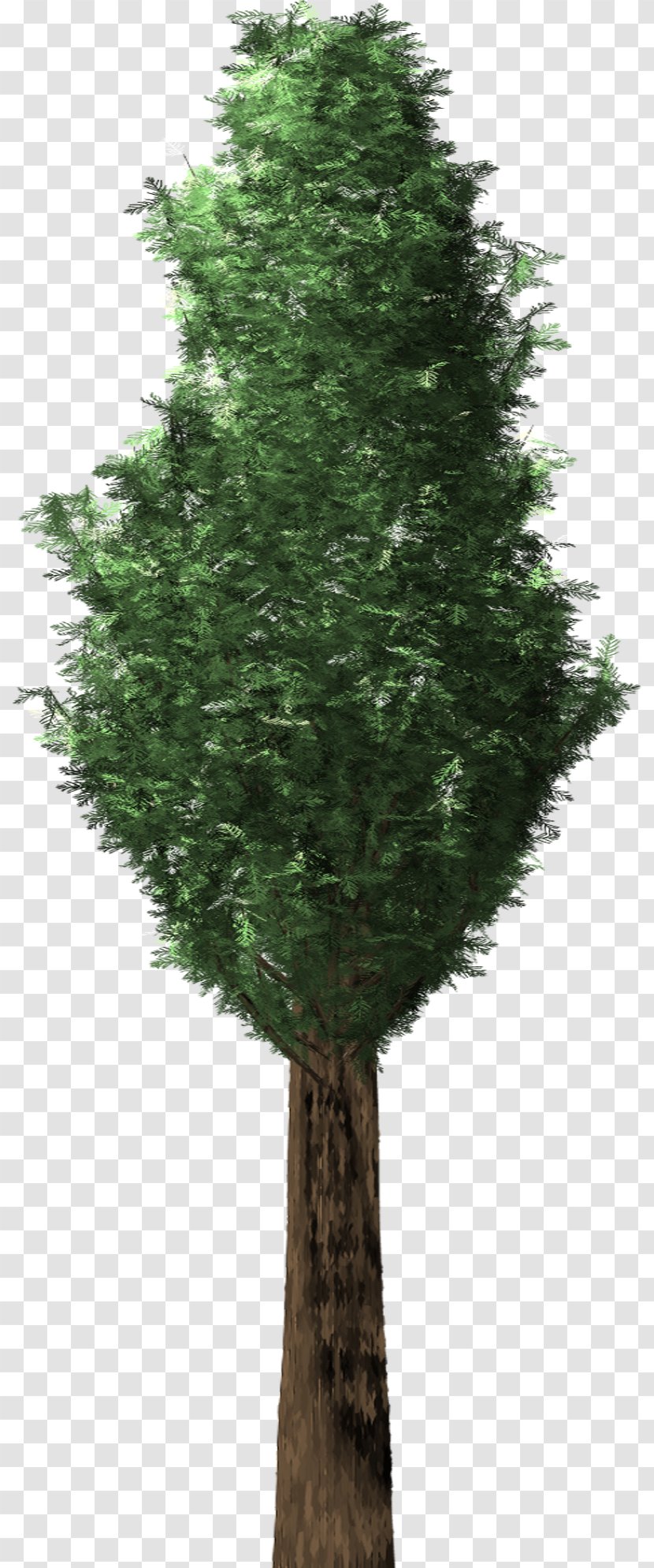 Tree Plant Evergreen English Yew Conifers - Taxaceae Transparent PNG