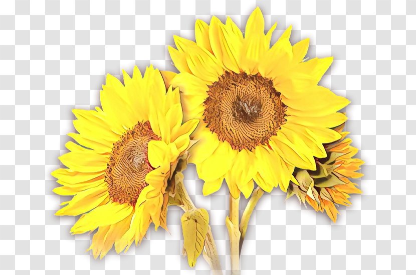 Sunflower Cut Flowers - Seed Transparent PNG
