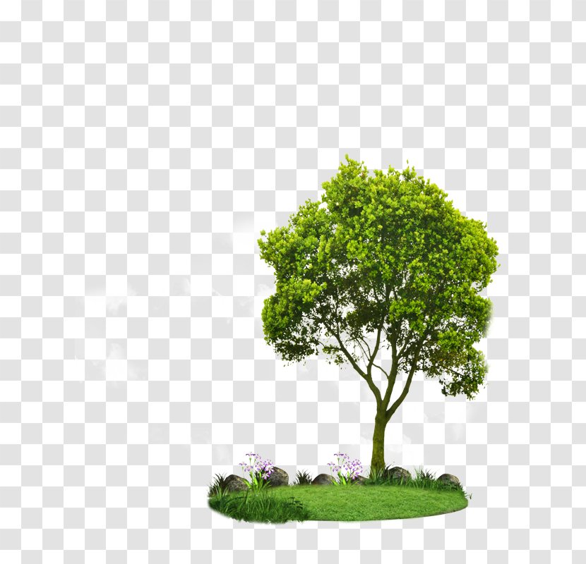 Tree Green Natural Landscape Vegetation Grass - Plant - Leaf Houseplant Transparent PNG