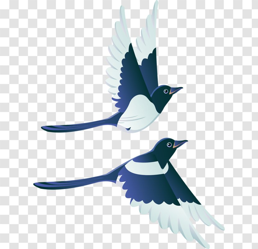 Bird Flight Swallow Mallard White Stork - Eurasian Magpie Transparent PNG