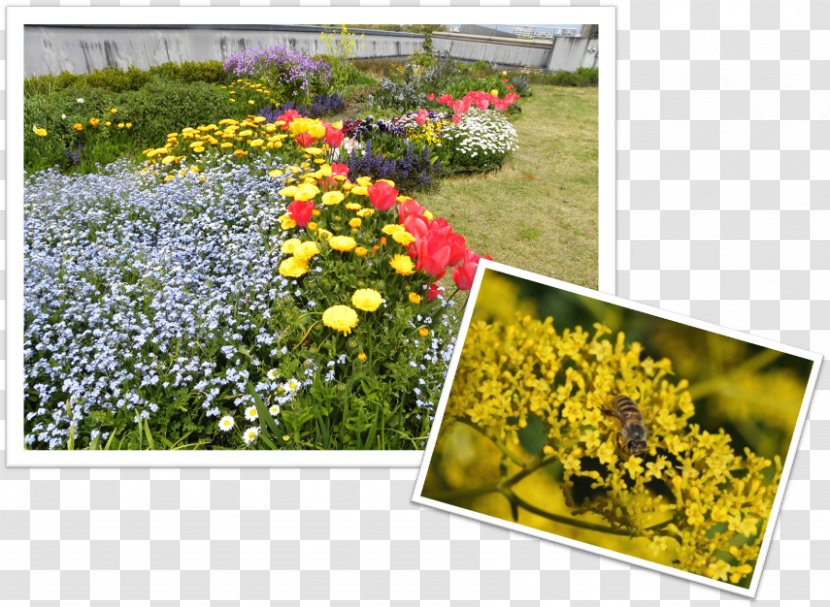 Garden Meadow Wildflower Lawn Flowering Plant - City Top Transparent PNG