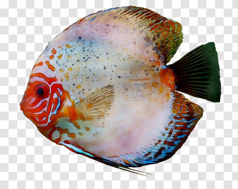 Coral Reef Fish Marine Biology Transparent PNG