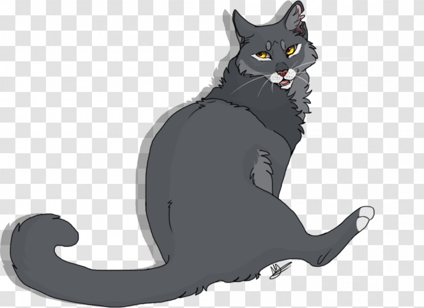 Korat Black Cat Kitten Whiskers Domestic Short-haired - Vertebrate Transparent PNG