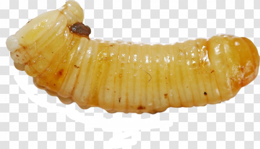 Ootheca Waxworm Larva - Wikipedia Transparent PNG