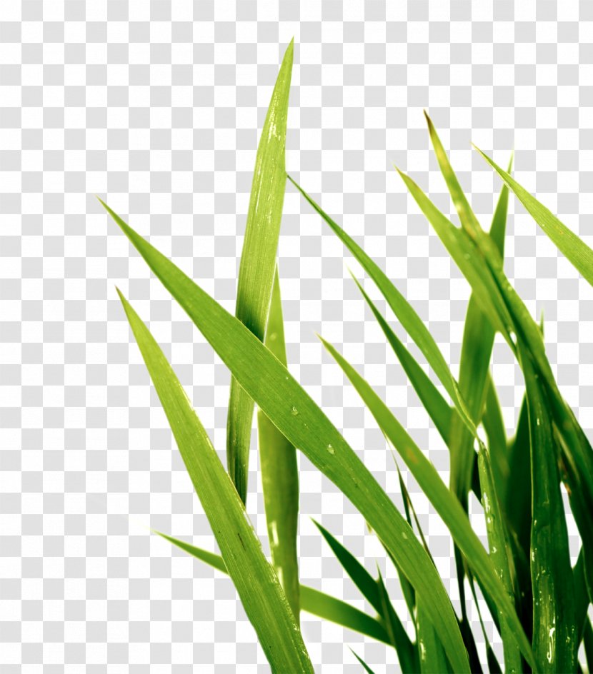 Sweet Grass Wheatgrass Plant Stem Commodity Leaf Transparent PNG