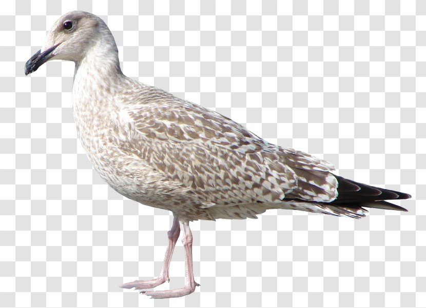 Bird Columbidae - European Herring Gull - Flying Pigeon Creative Transparent PNG