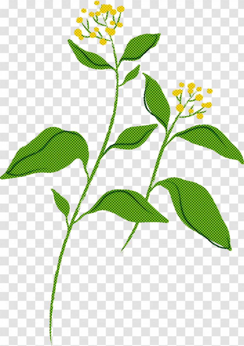 Flower Plant Leaf Plant Stem Herb Transparent PNG