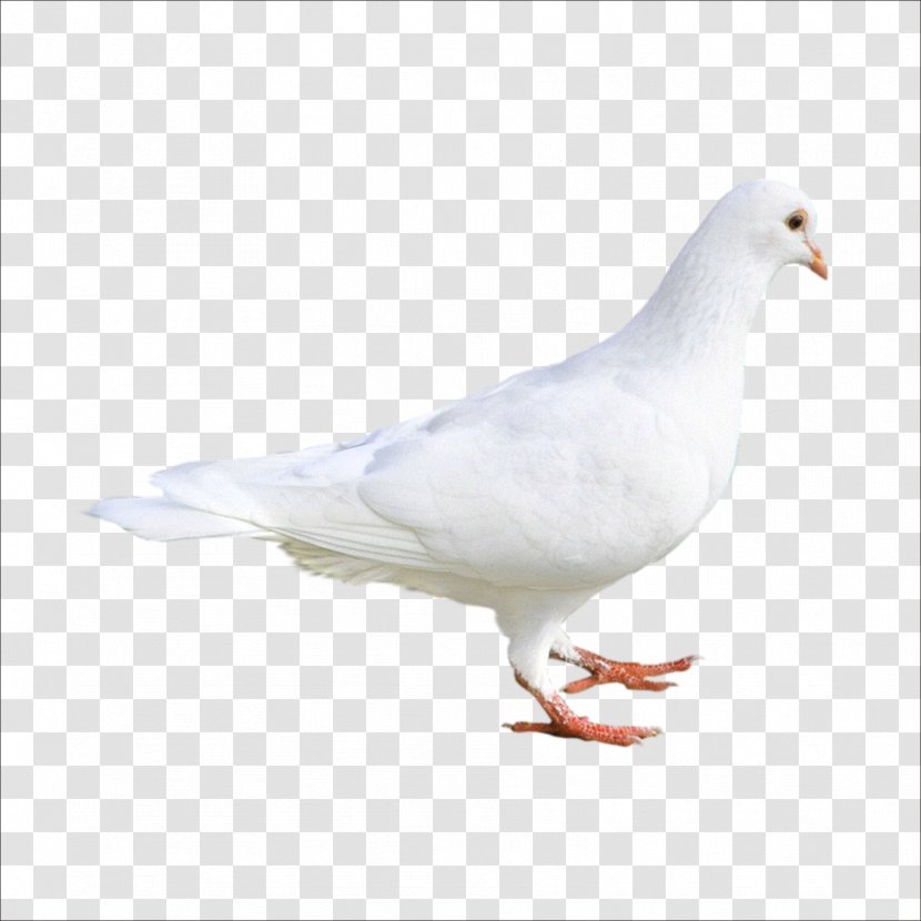Rock Dove Columbidae Bird Stock - Tail - Pigeon Transparent PNG