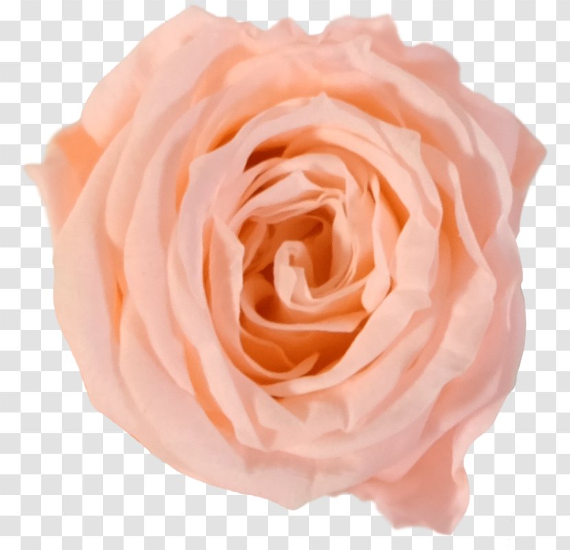 Garden Roses Cabbage Rose Floribunda Cut Flowers Hybrid Tea - Gift - Tpe1773 Transparent PNG