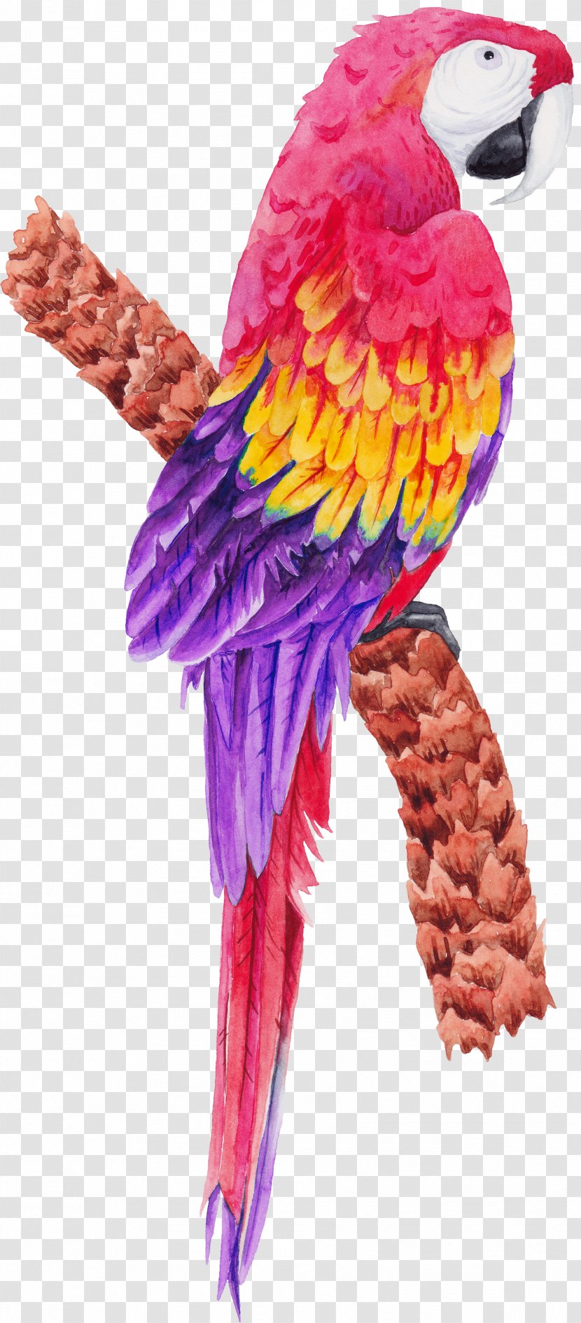 Bird Parrot - Common Pet Parakeet - Purple Transparent PNG