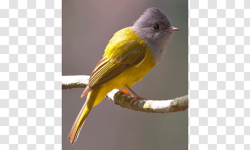 Finch Red Factor Canary Bird Yellow Old World Flycatcher Transparent PNG