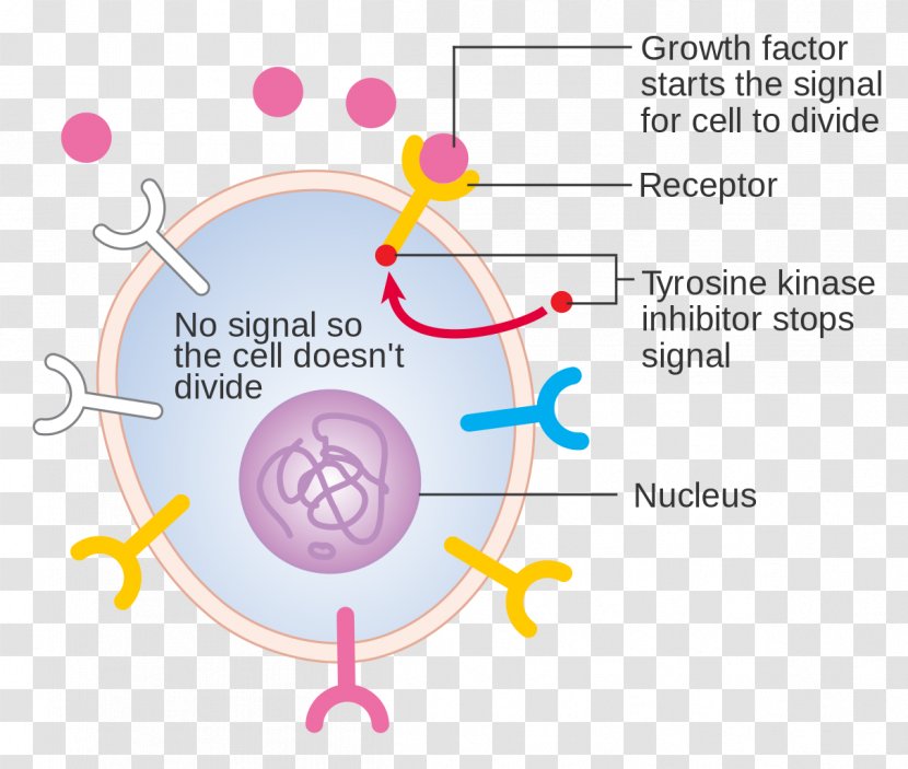Growth Factor Diagram Cell Tyrosine-kinase Inhibitor Receptor Tyrosine Kinase - Frame - Eukaryotic Transparent PNG