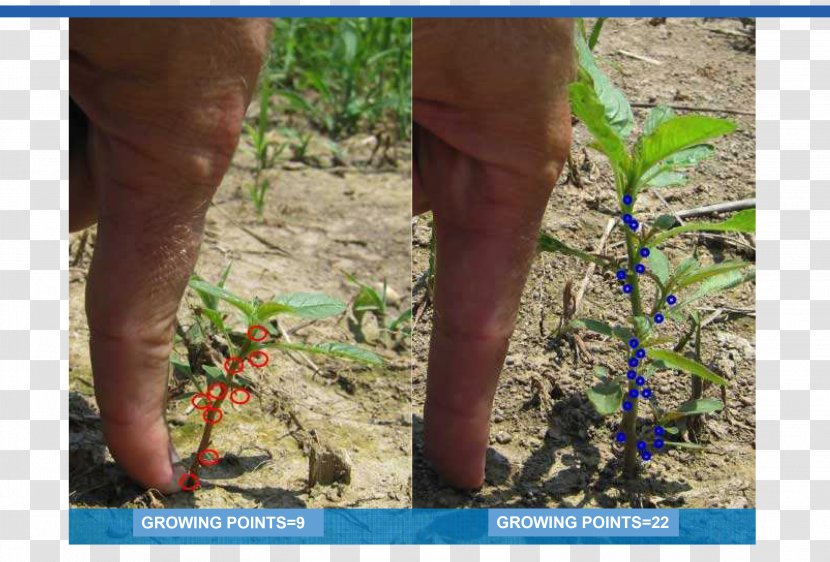 NuTech Seed, LLC Soybean Technology Flora Tree - Soy Bean Seed Transparent PNG