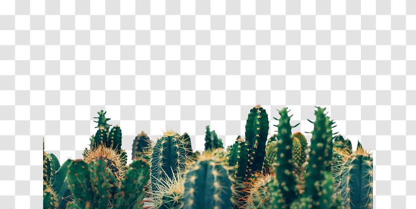 Lose Control (feat. Mxe3s) Physical Exercise Unsplash Photography - Conifer - Green Cactus Transparent PNG