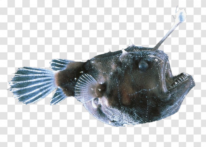Black Seadevil Deep-sea Anglerfishes Deep Sea Red-lipped Batfish - Fish Transparent PNG