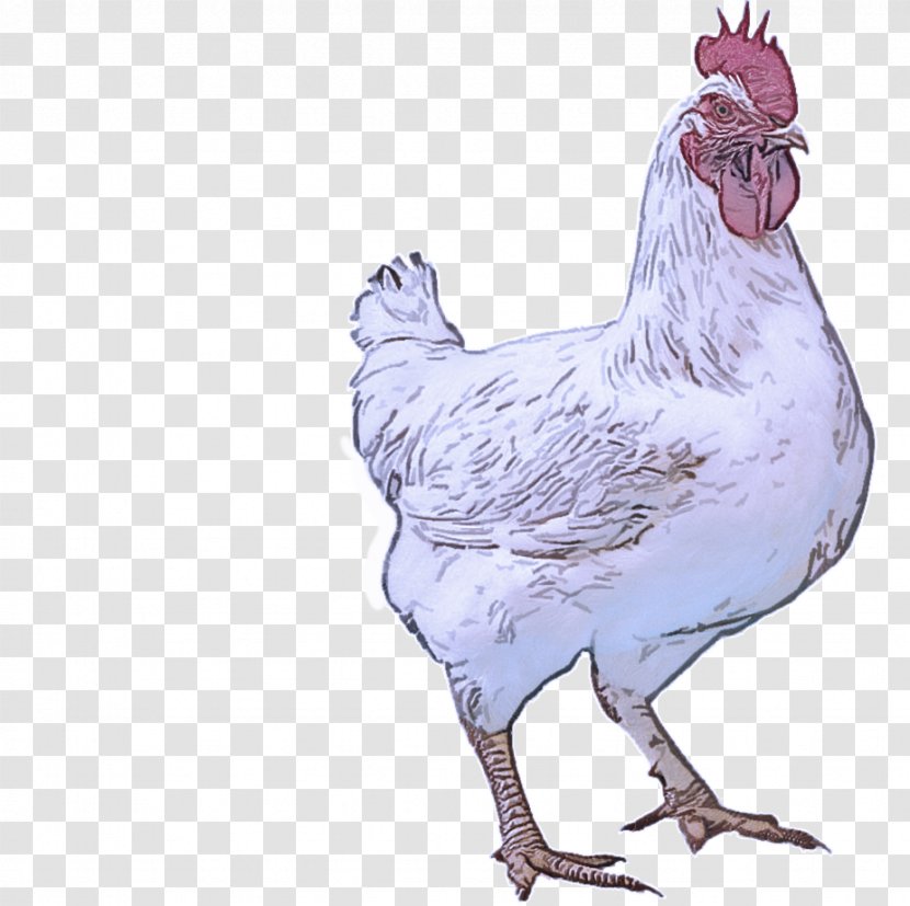 Bird Chicken Rooster Comb Beak - Livestock Poultry Transparent PNG