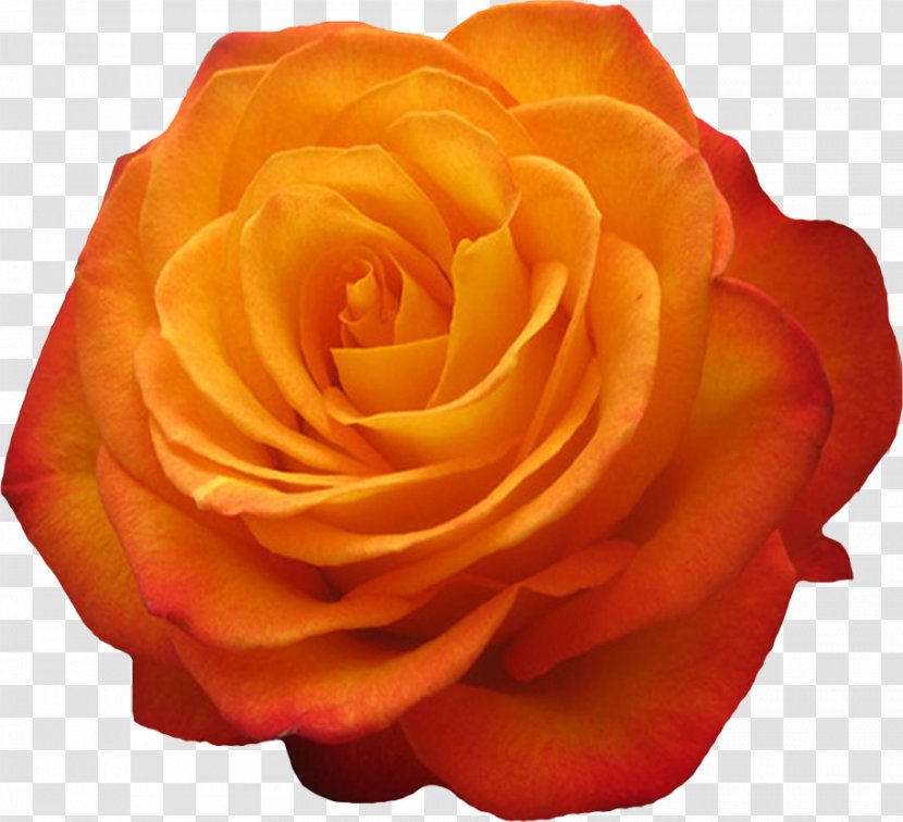 Garden Roses Beach Rose Flower Petal - Floribunda - Gold Transparent PNG