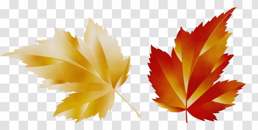 Autumn Leaf Drawing - Tree - Plane Woody Plant Transparent PNG