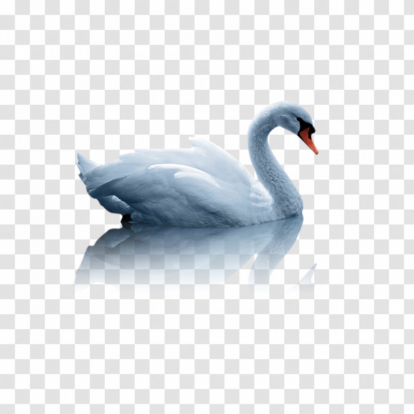 Mute Swan Duck White - Cygnini Transparent PNG