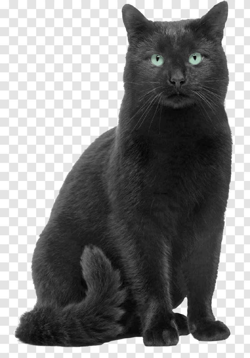Black Cat Russian Blue Chartreux Bombay Korat - Scroll Bar Transparent PNG