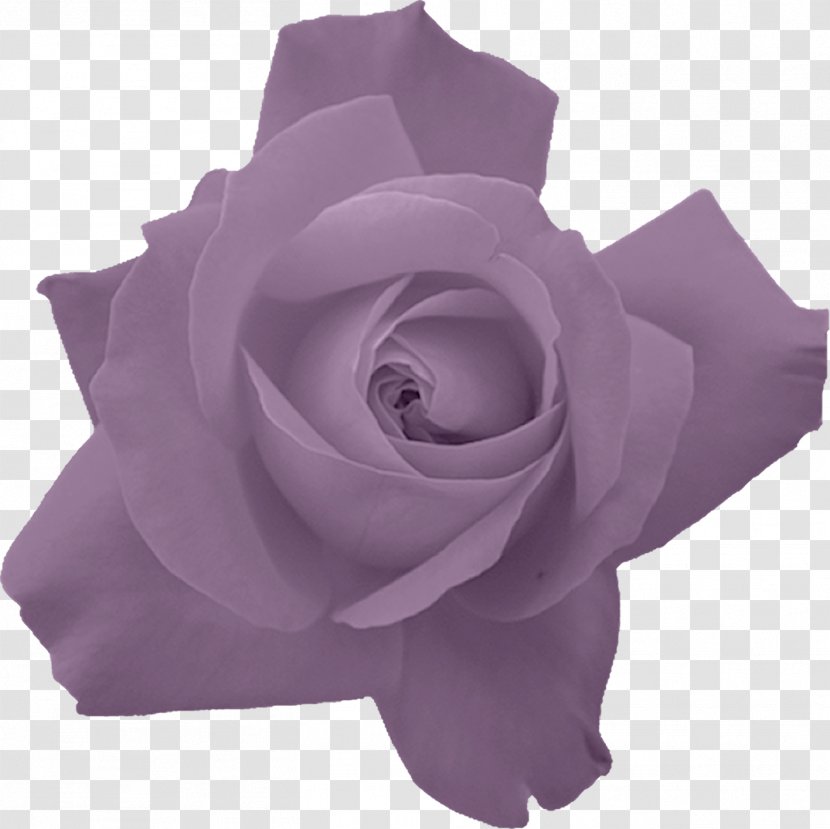 Rose Flower Image Red - Violet Transparent PNG