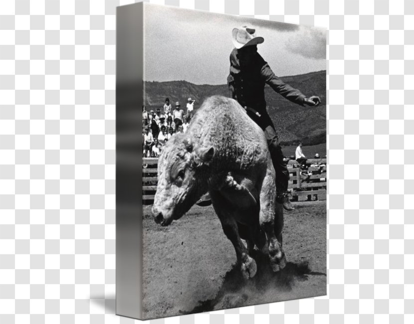 Stallion Mustang Cowboy Pack Animal Freikörperkultur - Black And White - Bull Riding Transparent PNG